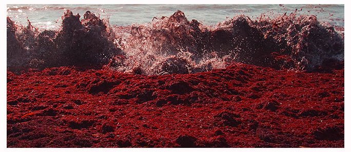 MISSHA Time Revolution Red Algae Irish Moss Cream 50ml Cream 3